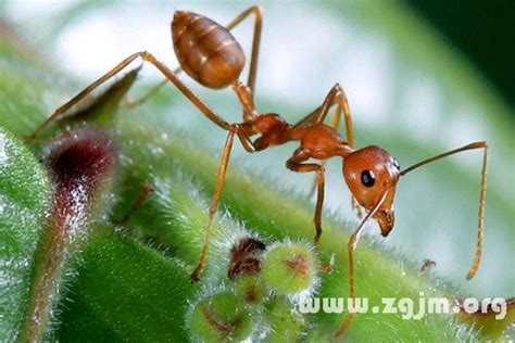 夢見紅螞蟻|周公解夢夢見紅螞蟻有什麼含義